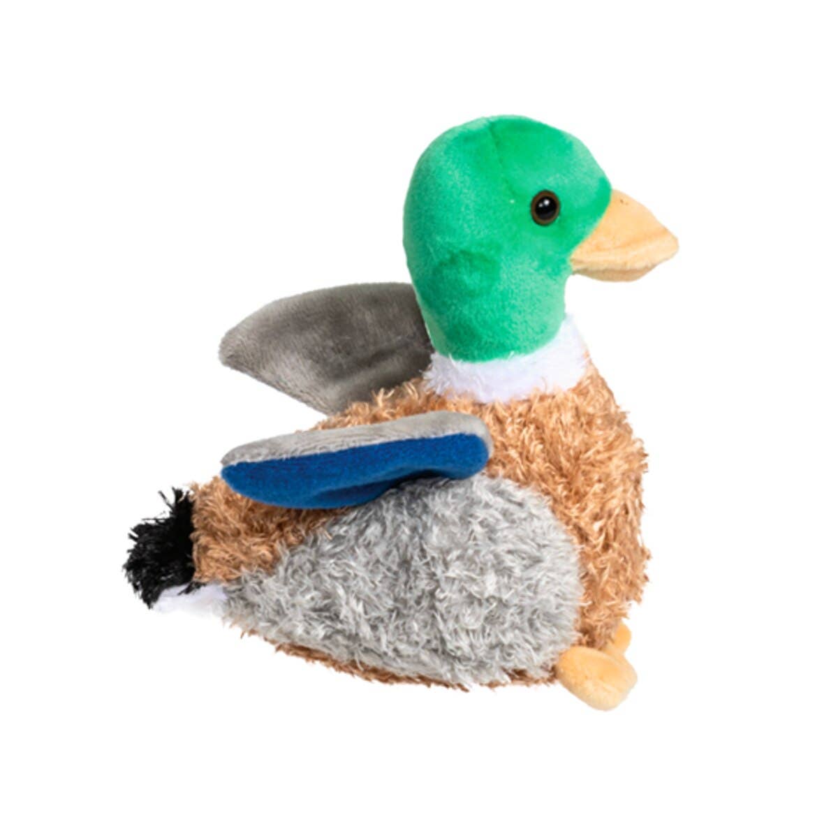 Mallard Duck (with sound)