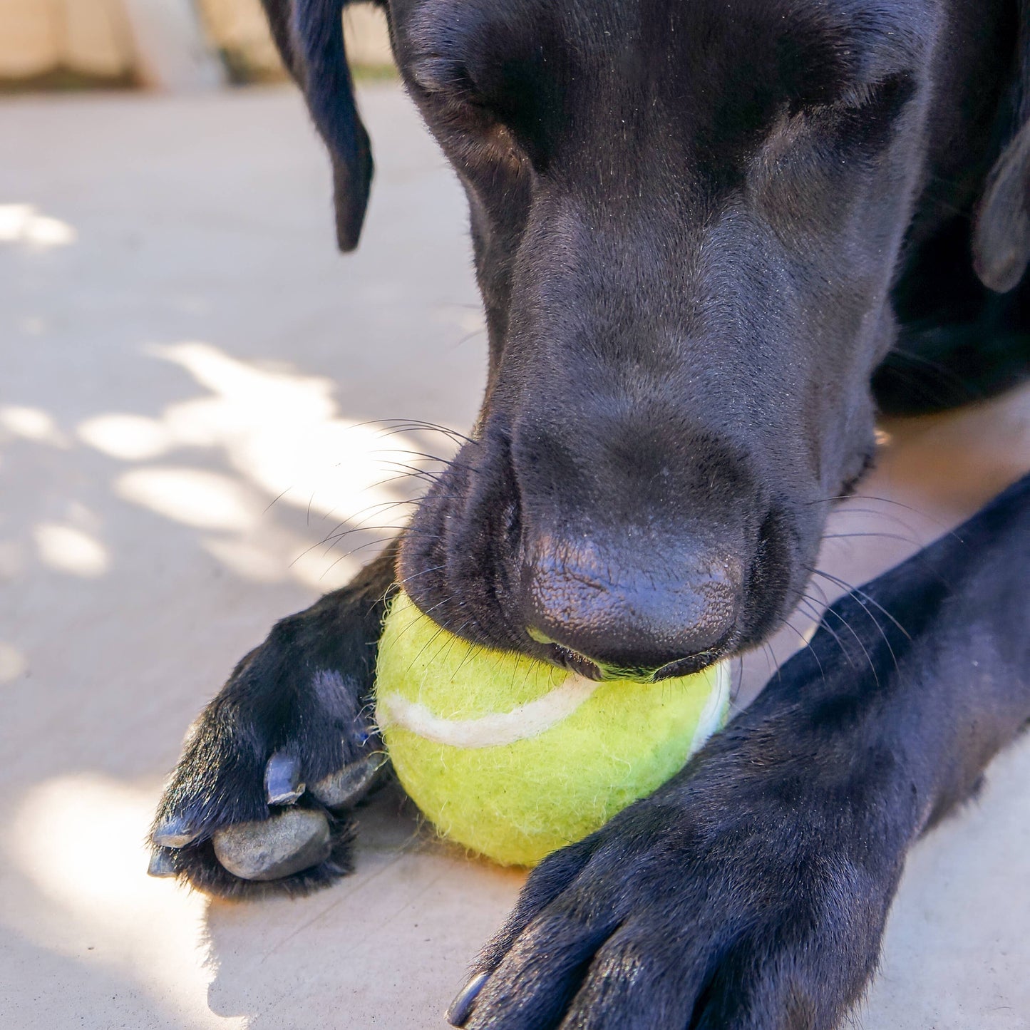 Friendsheep - Pet Toy Tennis Wool Ball - Set of 2