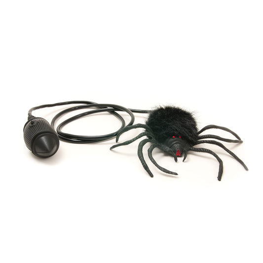 Jumping Spider