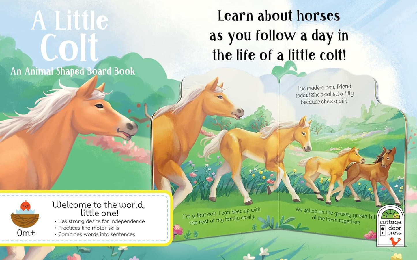 A Little Colt: A Baby Horse Board Book