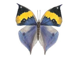 Butterfly Wings Matching Game