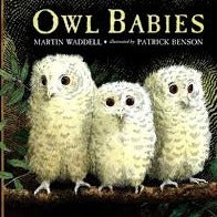 Owl Babies